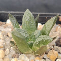 Ariocarpus fissuratus