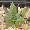Ariocarpus fissuratus