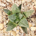 Ariocarpus fissuratus