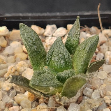 Ariocarpus fissuratus