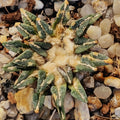 Ariocarpus kotschoubeyanus
