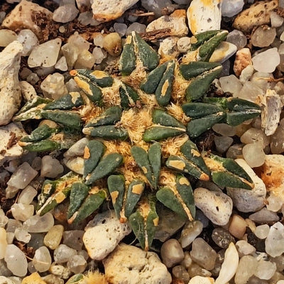 Ariocarpus kotschoubeyanus