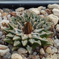 Ariocarpus kotschoubeyanus