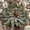 Ariocarpus kotschoubeyanus
