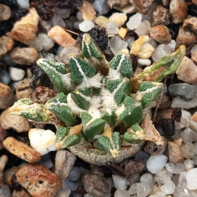 Ariocarpus kotschoubeyanus var elephantidens