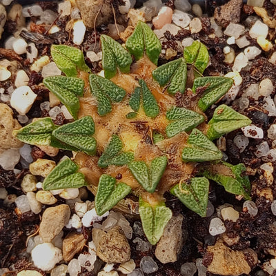 Ariocarpus kotschoubeyanus var elephantidens