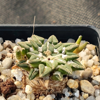Ariocarpus kotschoubeyanus var. Sladkovskyi