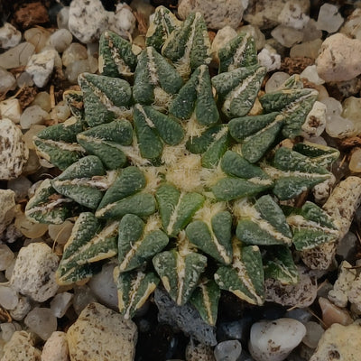 Ariocarpus kotschoubeyanus var. Sladkovskyi