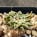 Ariocarpus kotschoubeyanus var. Sladkovskyi