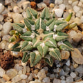 Ariocarpus kotschoubeyanus var. Sladkovskyi