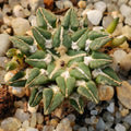 Ariocarpus kotschoubeyanus var. Sladkovskyi