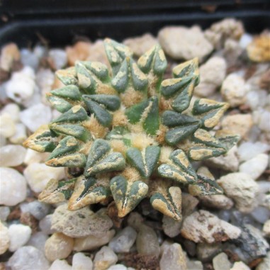 Ariocarpus kotschoubeyanus var. Sladkovskyi
