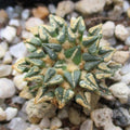 Ariocarpus kotschoubeyanus var. Sladkovskyi