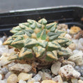 Ariocarpus kotschoubeyanus var. Sladkovskyi