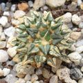 Ariocarpus kotschoubeyanus var. Sladkovskyi