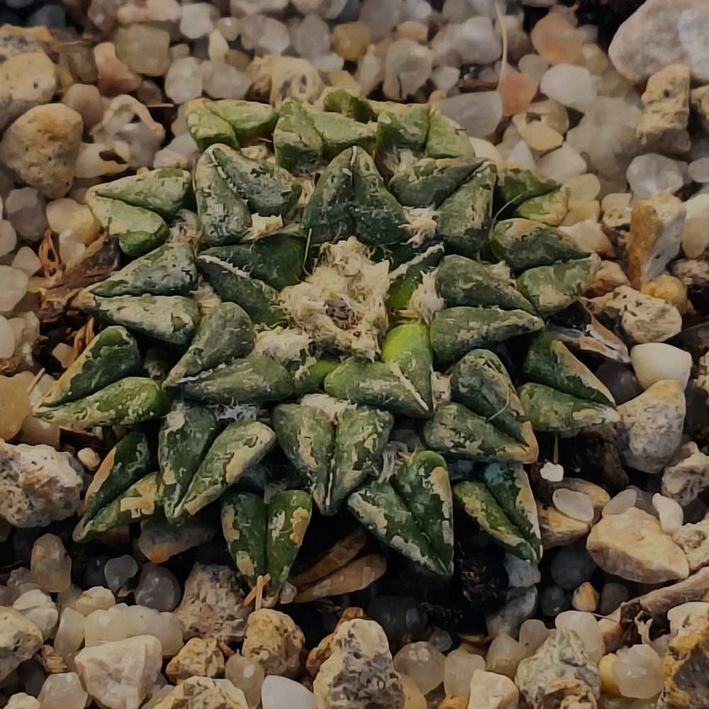 Ariocarpus kotschoubeyanus var. Sladkovskyii