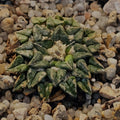 Ariocarpus kotschoubeyanus var. Sladkovskyii