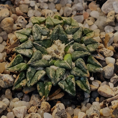 Ariocarpus kotschoubeyanus var. Sladkovskyii