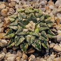Ariocarpus kotschoubeyanus var. Sladkovskyii