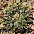 Ariocarpus kotschoubeyanus var. Sladkovskyii