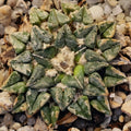 Ariocarpus kotschoubeyanus var. Sladkovskyii