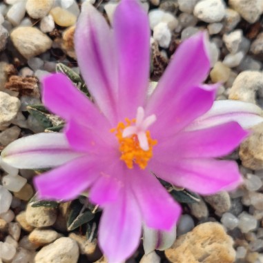 Ariocarpus kotschoubeyanus