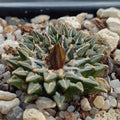 Ariocarpus kotschoubeyanus