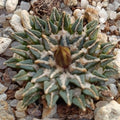 Ariocarpus kotschoubeyanus