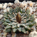 Ariocarpus kotschoubeyanus
