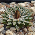 Ariocarpus kotschoubeyanus