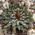 Ariocarpus kotschoubeyanus