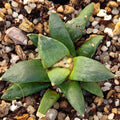 Ariocarpus retusus