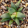 Ariocarpus retusus