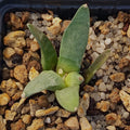 Ariocarpus retusus