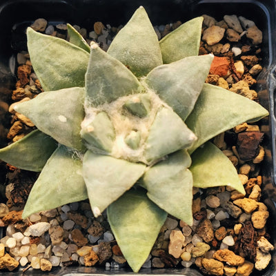 Ariocarpus retusus furfuraceus