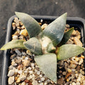 Ariocarpus retusus furfuraceus