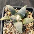 Ariocarpus retusus furfuraceus
