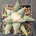 Ariocarpus retusus furfuraceus