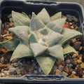 Ariocarpus retusus furfuraceus
