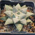 Ariocarpus retusus furfuraceus