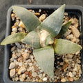 Ariocarpus retusus furfuraceus
