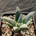 Ariocarpus retusus furfuraceus