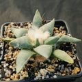 Ariocarpus retusus furfuraceus