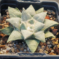 Ariocarpus retusus furfuraceus