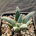 Ariocarpus retusus furfuraceus