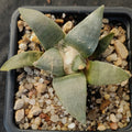 Ariocarpus retusus furfuraceus