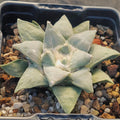 Ariocarpus retusus furfuraceus