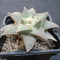Ariocarpus retusus furfuraceus