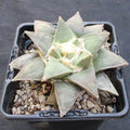 Ariocarpus retusus furfuraceus
