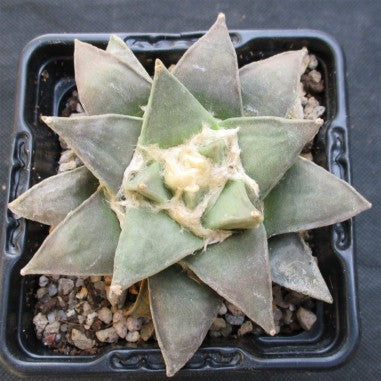 Ariocarpus retusus furfuraceus